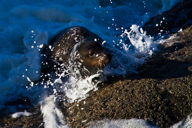 California Sea Lion In Surf